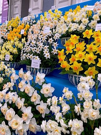 Daffy's are such 'happy' flowers