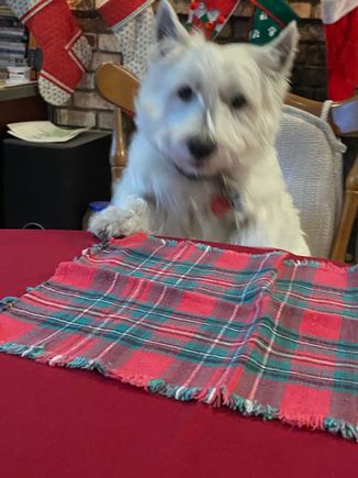 Barry says merry Christmas , where’s my treats!