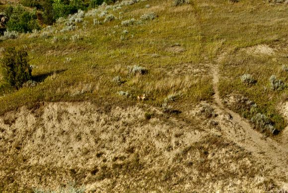 Wiley Coyote looking for the Road Runner I suspect. From Teddy Roosevelt National Park