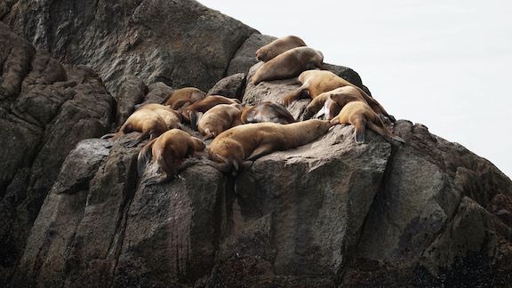 Steller sea lions 