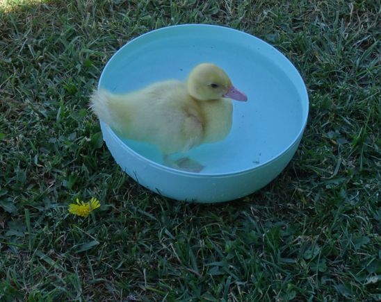 Duckling growing fast, the toddler used to have a bath with it, no rubber duck in her bath! 