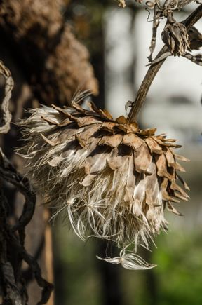 Mrs Z admired this plant very much. (*editors: seen above is fodoricus belladonica, a deadly poison used by witches to kill husbands who bug them to assist in posting overlong trip reports). 