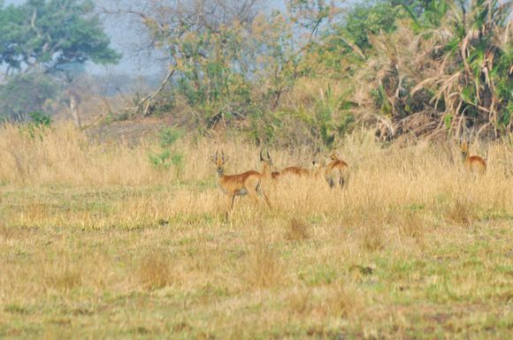 A Red Lechwe welcone as the forest ends and the endless Busanga begins