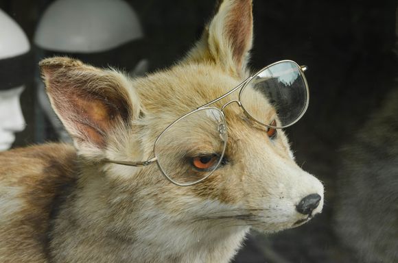 Many rugby fans suspected this crooked referee of having been biased against the Vannes team. 