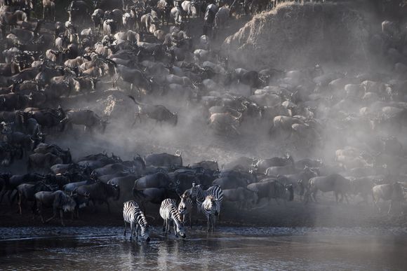 These zebras stopped for a leisurely drink of water.