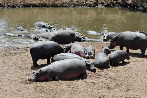 A "bloat" of hippos