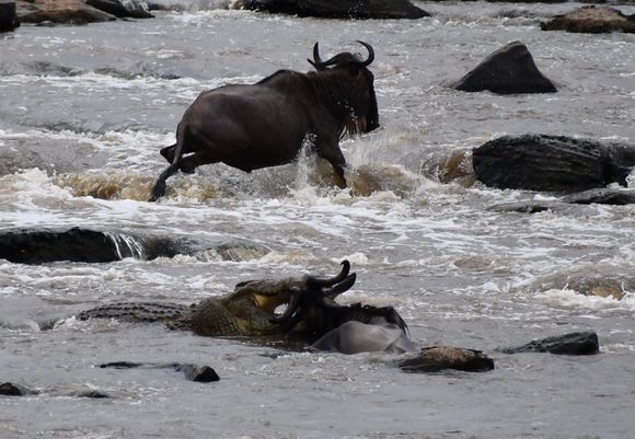 One wildebeest gets away and one doesn't. 