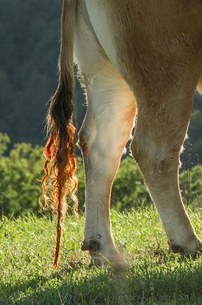 Few realize that New England cows produce dairy products that naturally come mixed with Baileys. The position of Leader of the Herd is always awarded to the cow with the most scrupulous tail. This is Mildred, cow leader from 2008. 
