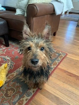 Baxter after his bath.