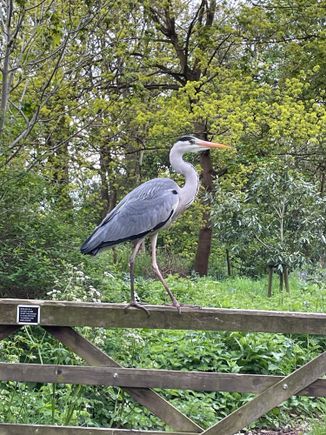 My friend the Holland Park heron
