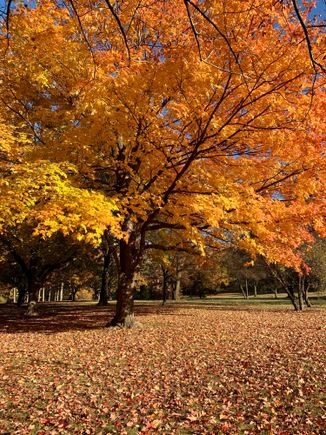 Forest Park