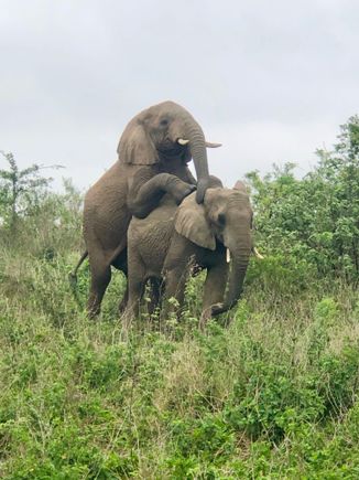 Amorous eles outside the gates of Hilltop Camp