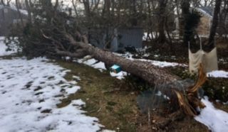 Hopefully no birdies were at home.