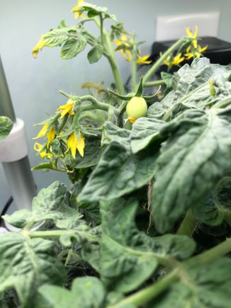 My hydroponic cherry tomato plant, one of two in this AeroGarden.