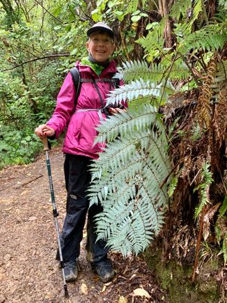 Silver fern, NZ’s symbol