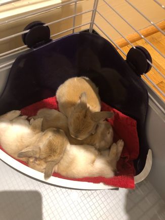 A pile of baby bunnies. Look at those fat bellies!
