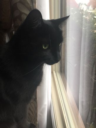 Watching for foil wrapped meat to arrive. 