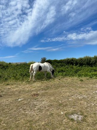  I love horses!