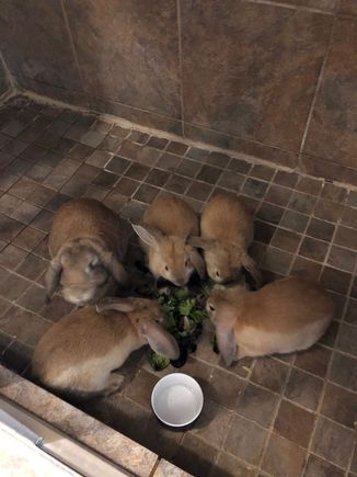 4 baby bunnies and the mamma bunny
