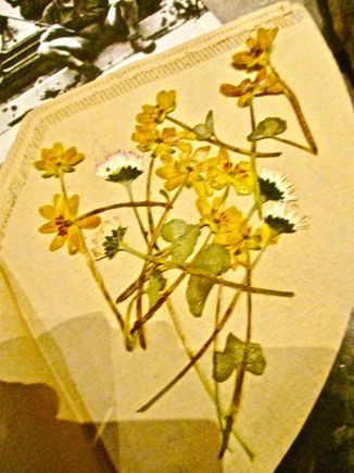 Dried wildflowers from the back yard