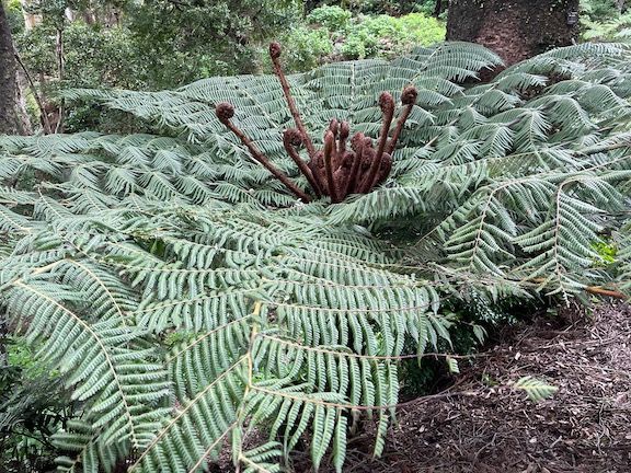 Wellington Botanic Garden tree fern (we saw a lot of these while hiking earlier in the trip)