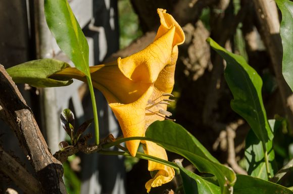 Exotic species everywhere. We saw sphagnum Irish moss, Aussie cycads (dino food), Japanese maples, Chinese roses, bamboo, man-made streams, camelia, lovely fountains, maquis, ferns, rugged volcanic cliffs, a Thai house replica, Indian waterlilies, pergolas, 'crocodile' statue ponds and a cat that slept on its back with legs in the air.