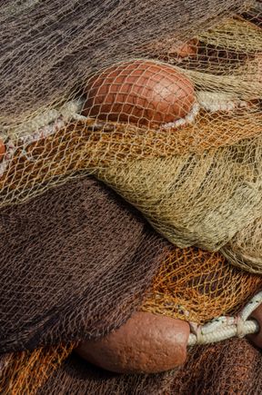 Fishful thinking? That's no problem here. Plenty of Barnacle Bruno types.