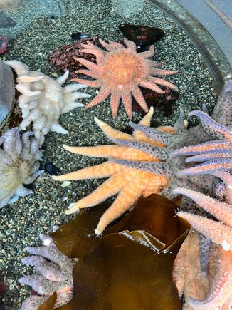 Sunflower sea stars -- they come in different colors 