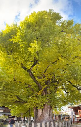 Until you compare this 1,200 year old ginkgo tree to the person standing beside the trunk you don't realize just how huge it is