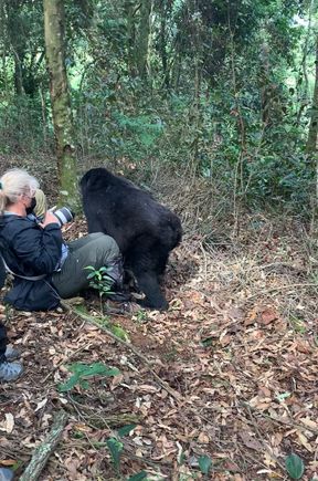 this was me. and the gorilla walking past me.