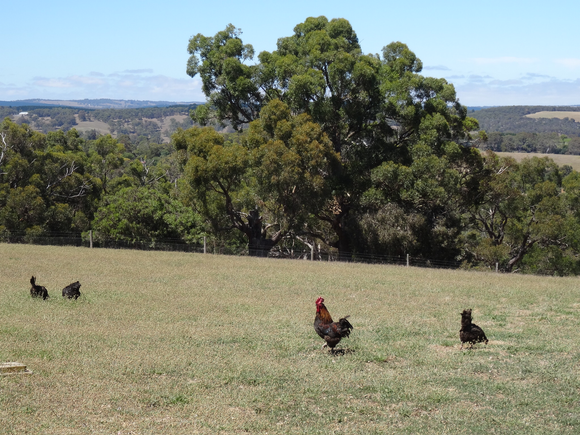 Farm views and the chicken paddock