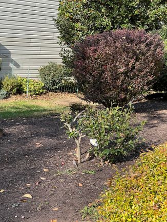 First Winter gardenia of season..