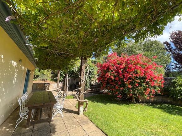 Cheerful bougainvillea 