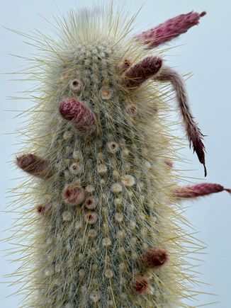 Lanzarote cactus at our hotel