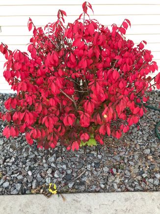 I call this "The burning bush" because it's by the front entrance of a church.