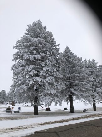 Pine tree near the cemetery that Mrs Z and I will be laid to rest. These trees were planted when I was 15 years old.