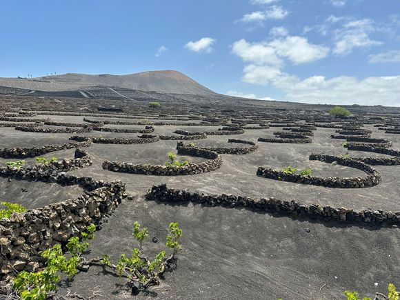 Note windbreaks comprised of lava stones curled into a semi-circle to protect the deeply plated grapes.