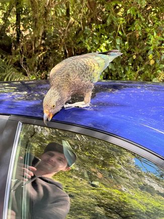 This one was flying from car to car while people were following him around.