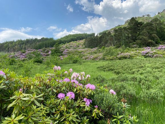 And more rhododendrons - growing along the hillside