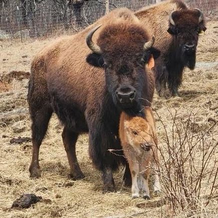Of you go to Yankee Farmers Market facebook page there is a wonderful brief video of newborn calf trying to stand and mom buffalo giving encouragement.