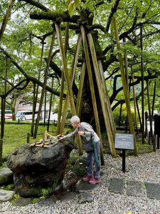 Ancient Cherry tree and sacred water. Zoom in to read the story.