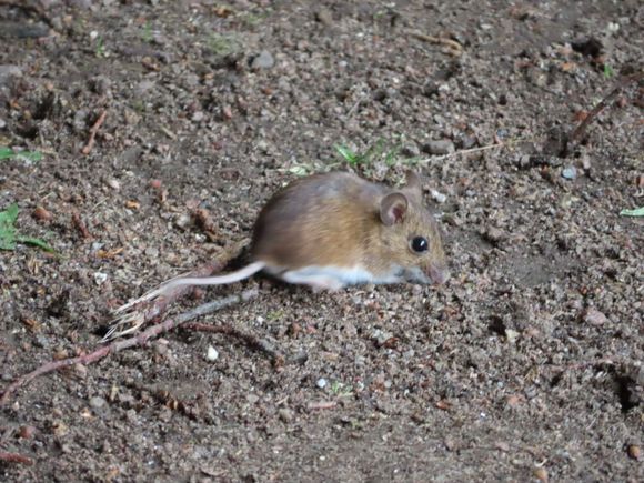 My petite friend who I christened Henrietta.