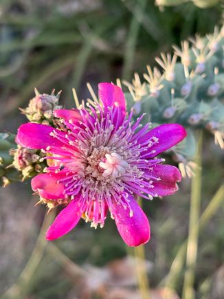 Cactus are blooming now. This one , a cholla, has about 30 buds on it.