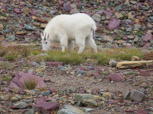 I ❤️ fluffy mountain goats