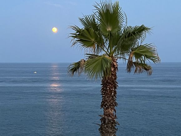 Nearly full bella luna