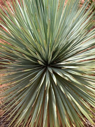 Yucca plant at the Desert Garden