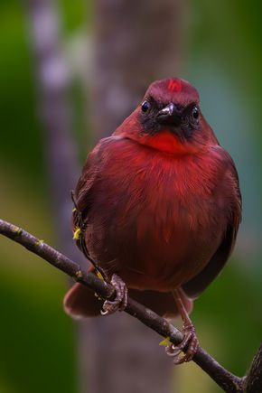 That fellow is puffed up & giving you the message, DCD!