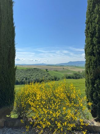 and a lot of these yellow flowers. 