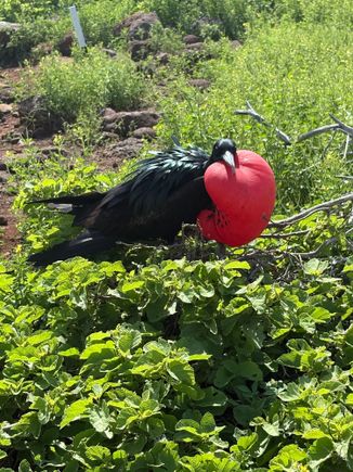 North Seymour Island Frigatebird