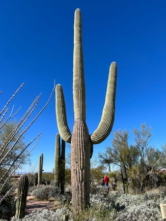 The quissential Saguaro cactus.